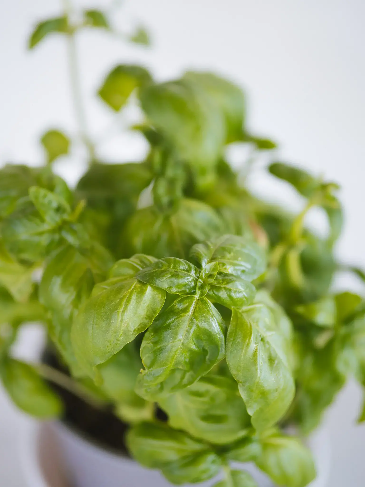 CATWALK thumbnail 16